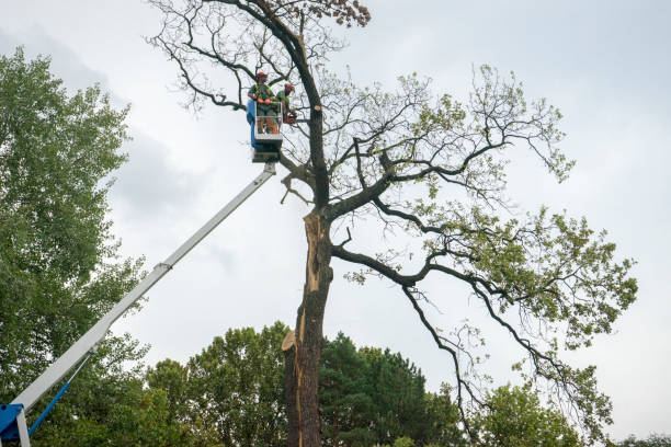 Tree Service